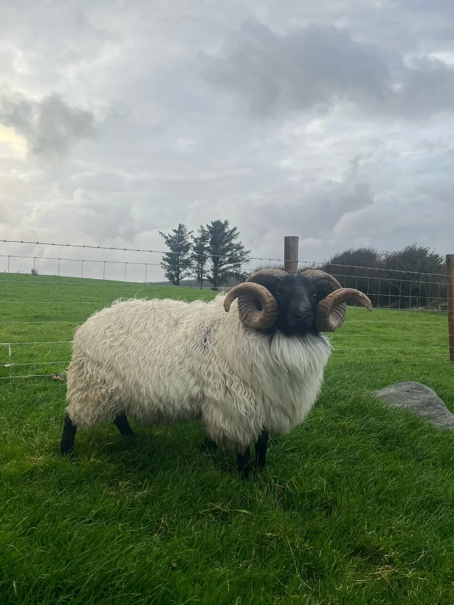 Blackface Aged Rams - Image 1
