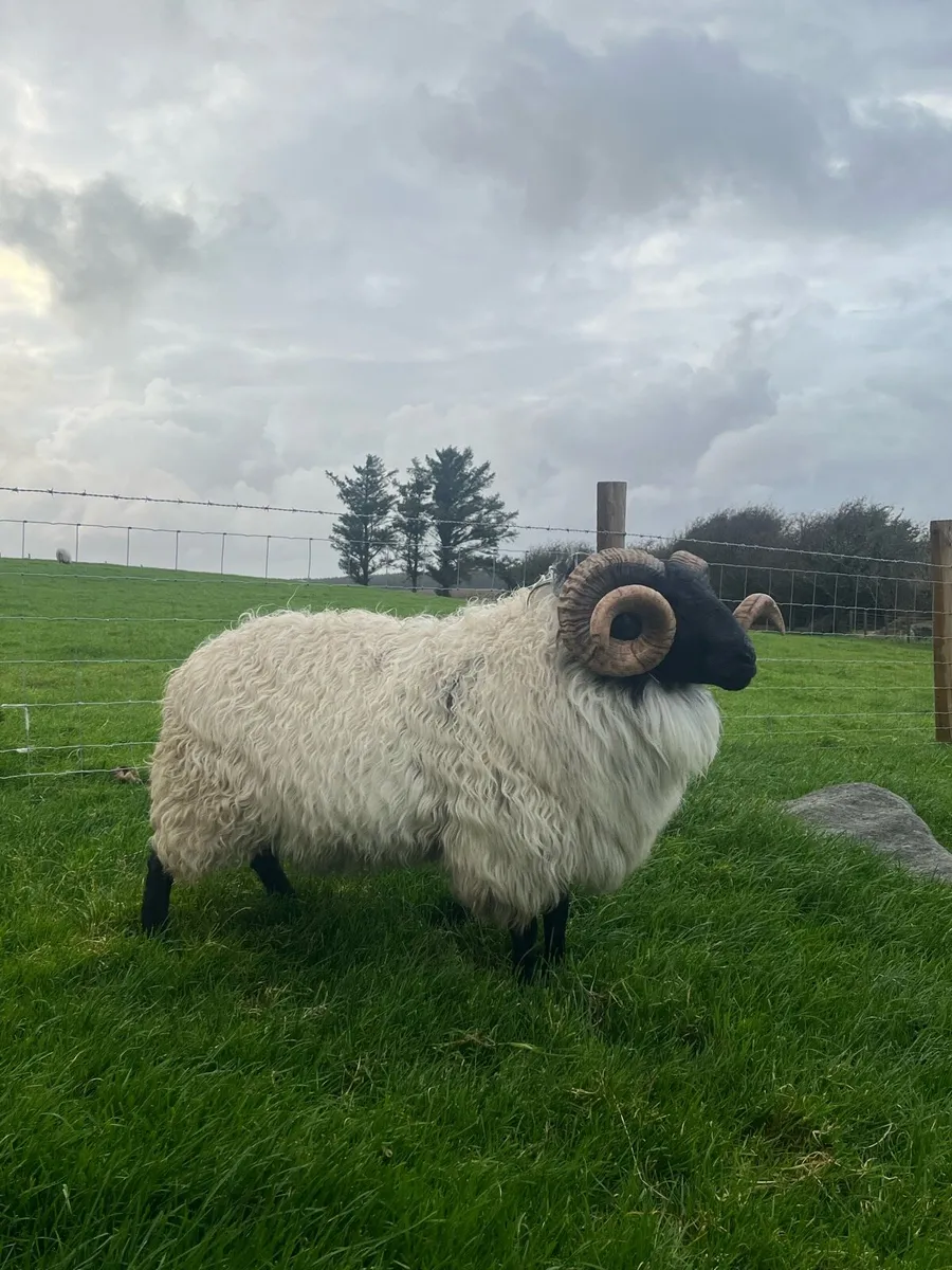 Blackface Aged Rams - Image 2