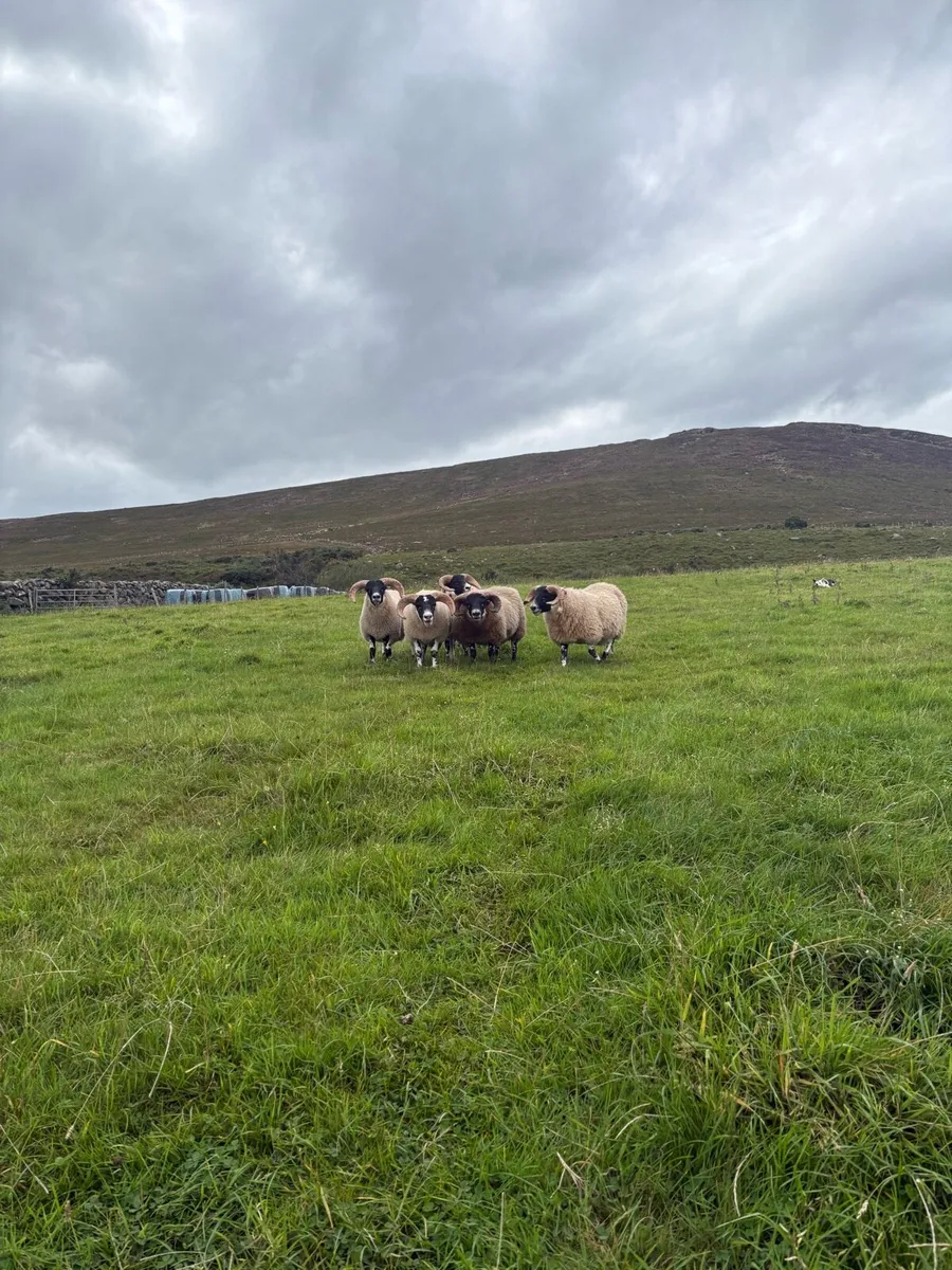 Lanark ram lambs - Image 2