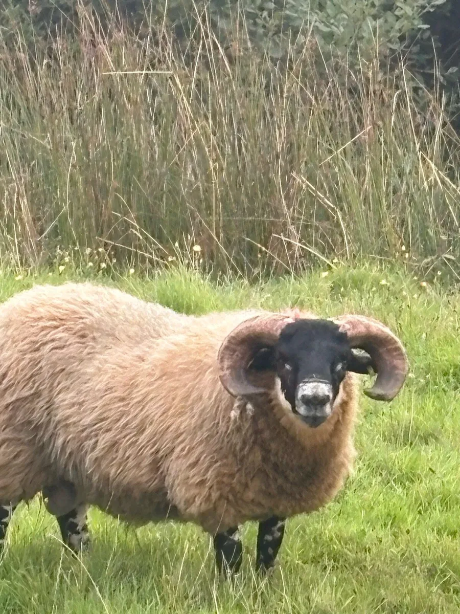 Lanark ram lambs - Image 3