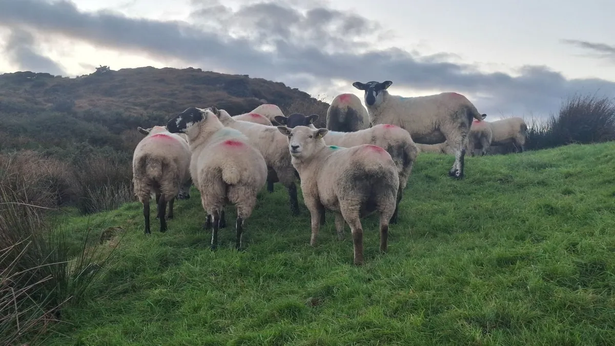 Hogget ewes - Image 2