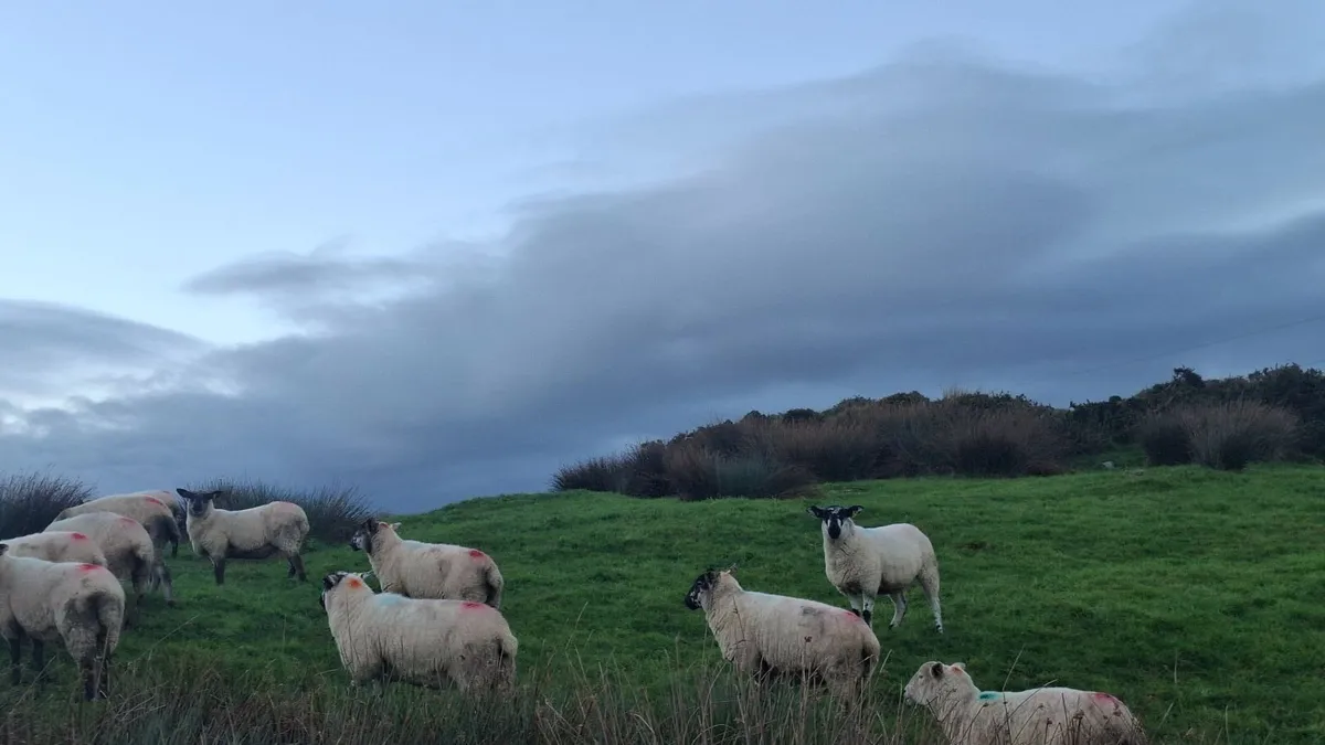 Hogget ewes - Image 1