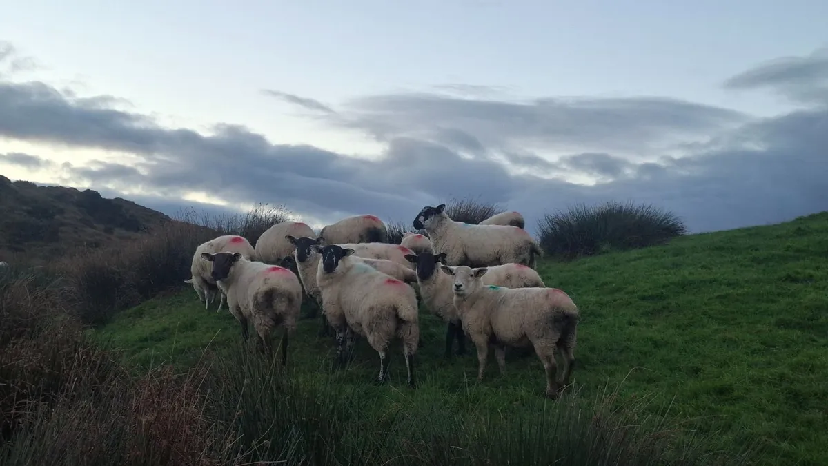 Hogget ewes - Image 3