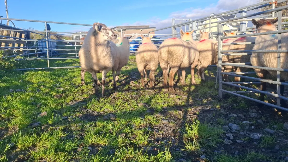 Hogget ewes - Image 4