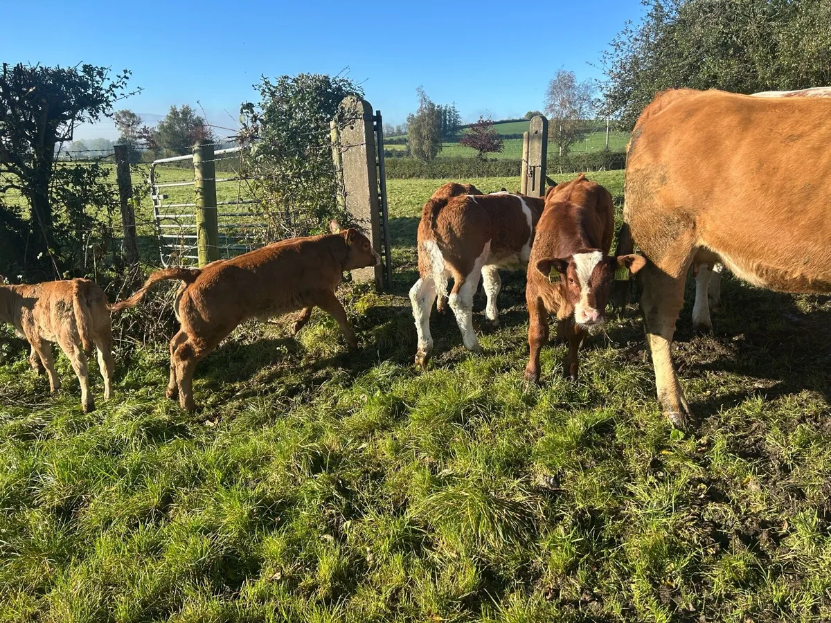Incalf heifers and heifers with calves at foot - Image 4