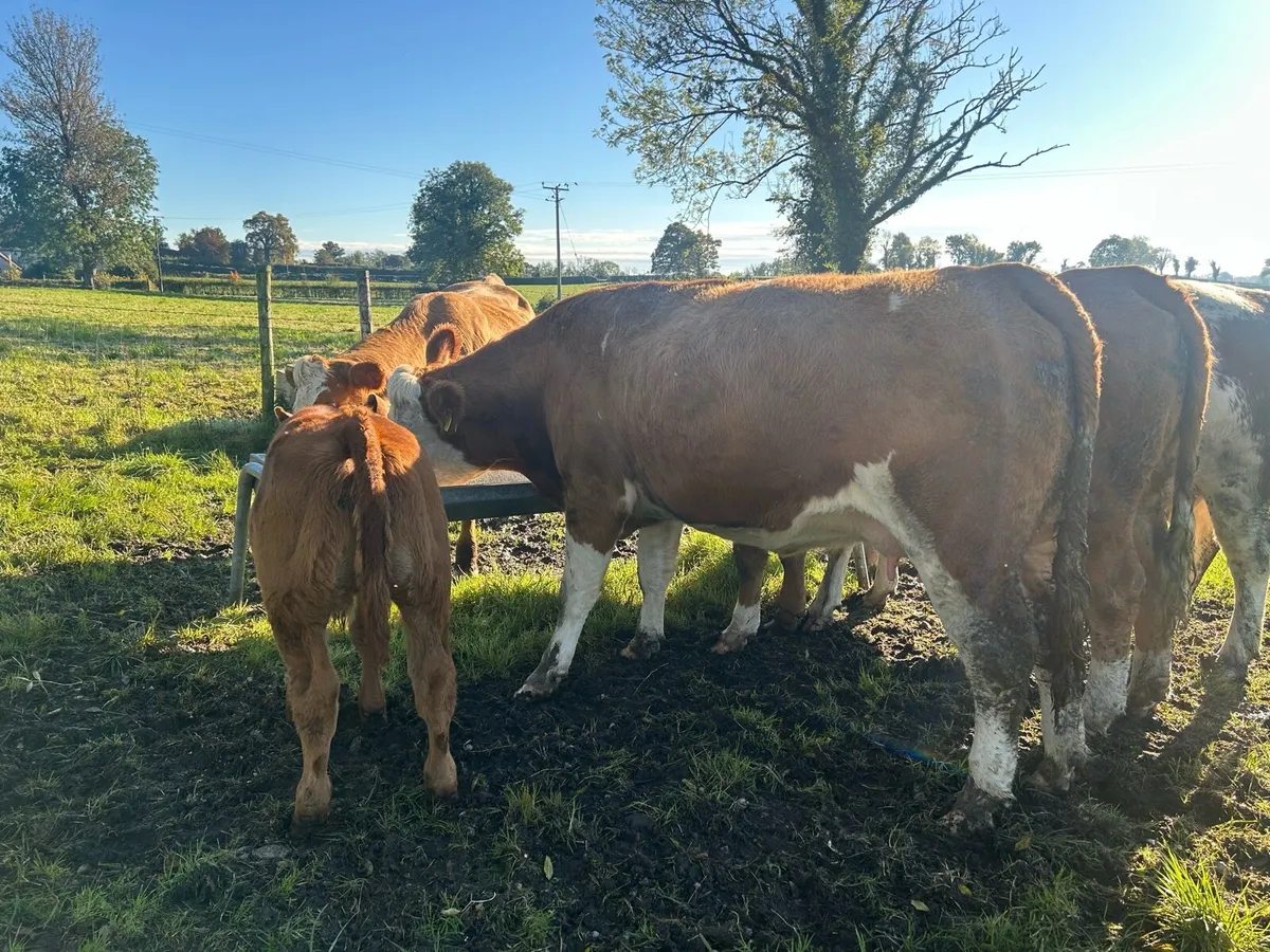 Incalf heifers and heifers with calves at foot - Image 2