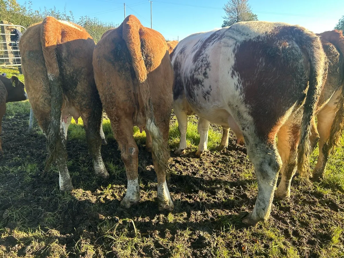 Incalf heifers and heifers with calves at foot - Image 3