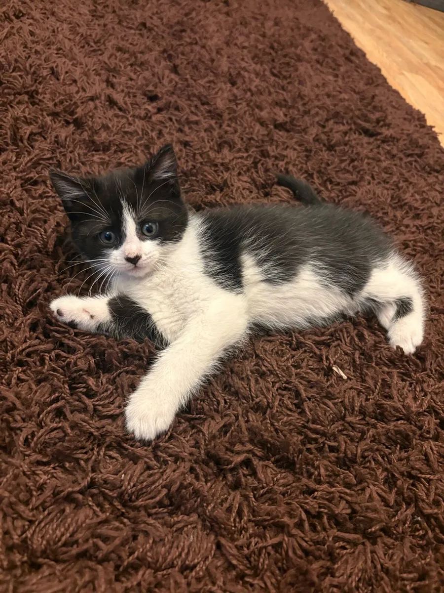 Female Kitten - Image 1