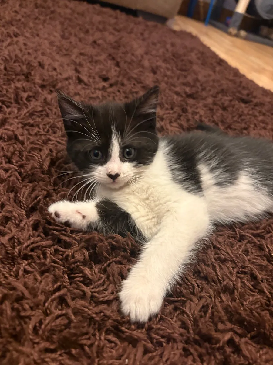 Female Kitten - Image 2
