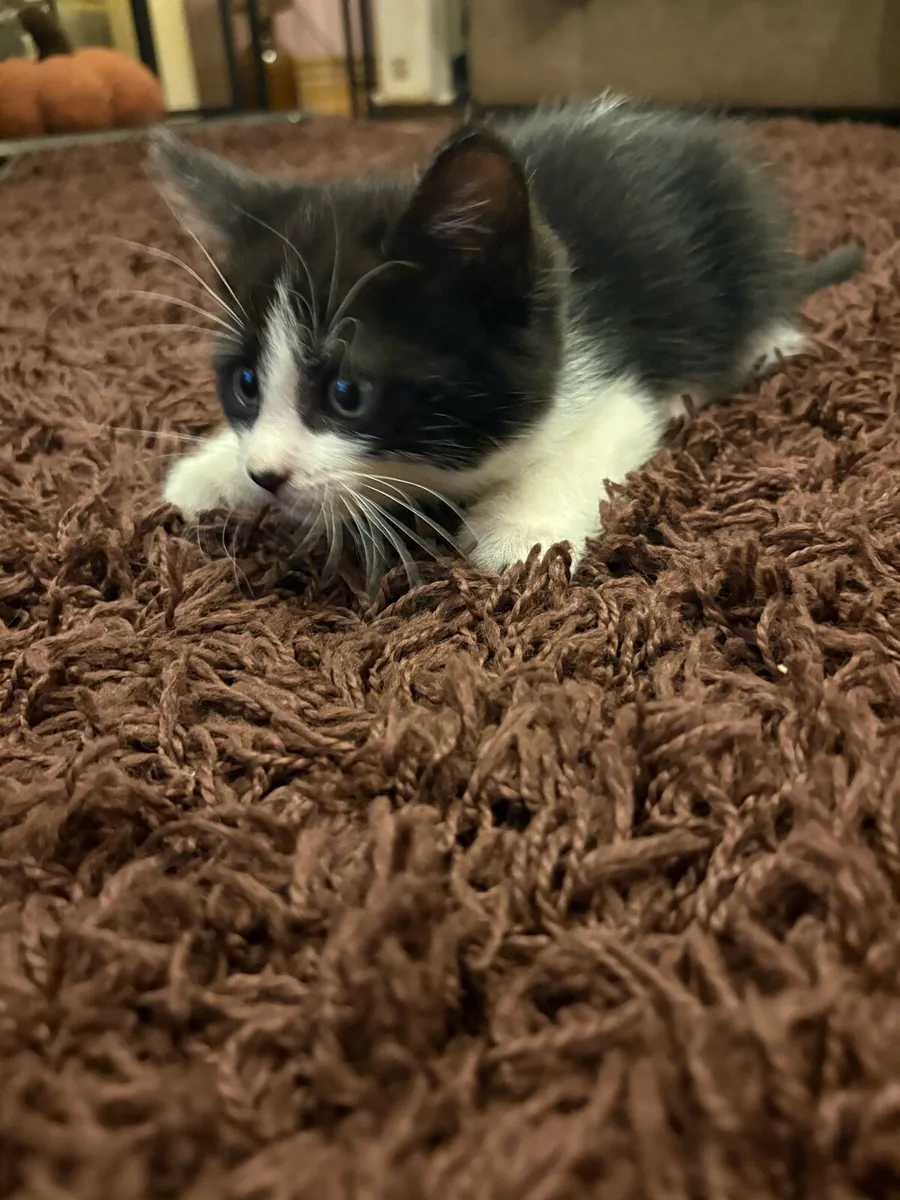 Female Kitten - Image 3