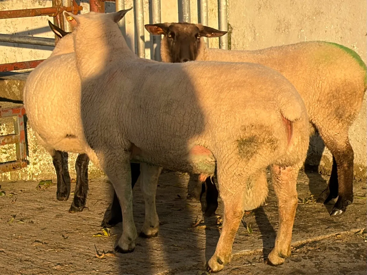 Super Registered Charolais Hogget Ram - Image 2