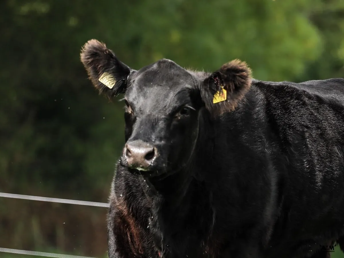 Aberdeen Angus - Image 2