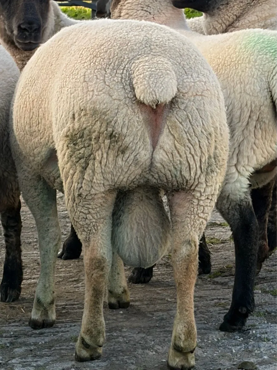 Super Registered Charolais Hogget Ram - Image 3
