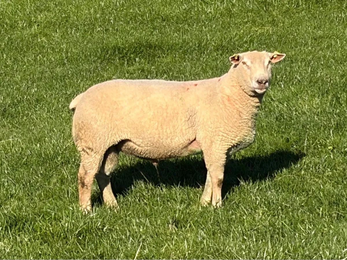 Super Registered Charolais Hogget Ram - Image 4