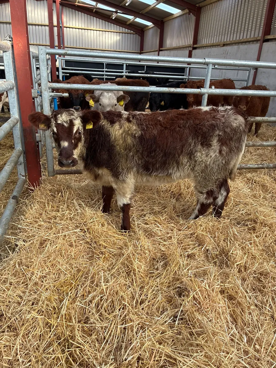 Roaned beef shorthorn heifer - Image 1