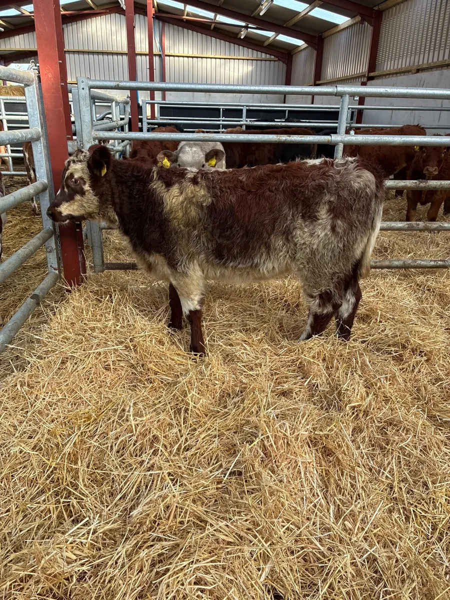 Roaned beef shorthorn heifer - Image 4