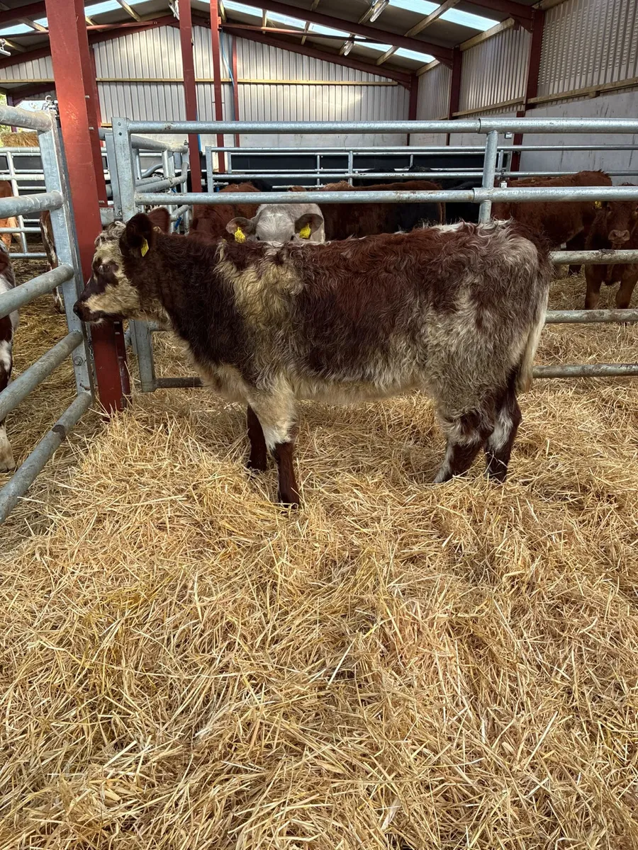 Roaned beef shorthorn heifer - Image 3