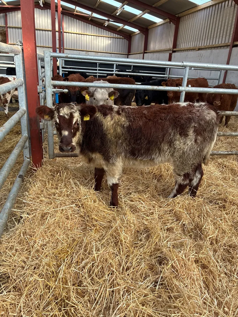 Roaned beef shorthorn heifer - Image 2