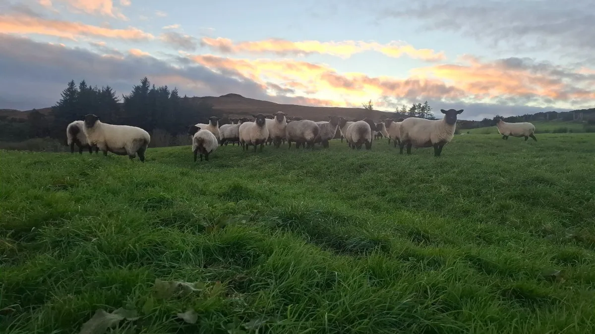 Quality breeding Ewes - Image 2