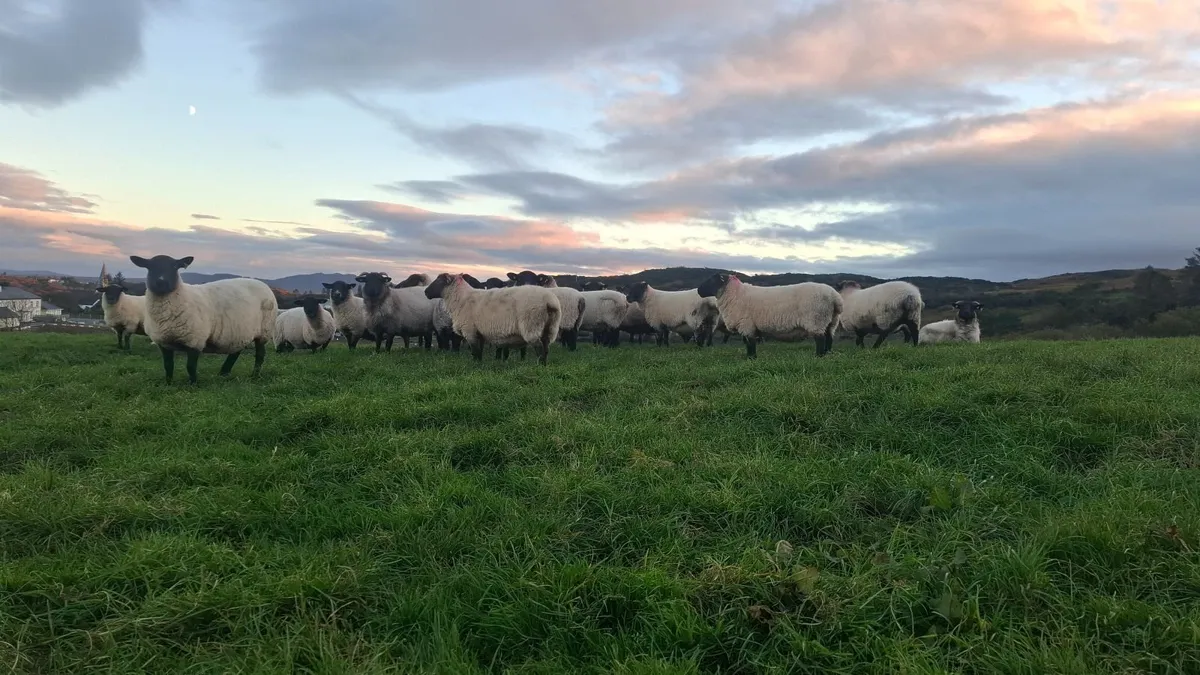 Quality breeding Ewes - Image 3