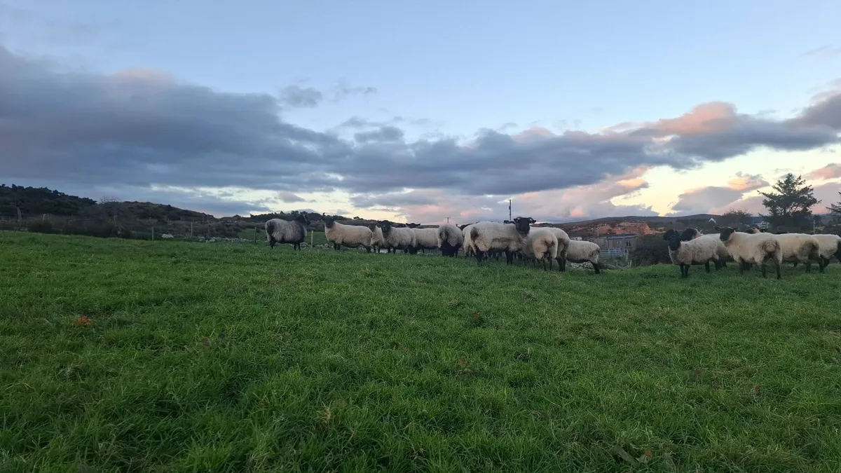 Quality breeding Ewes - Image 4