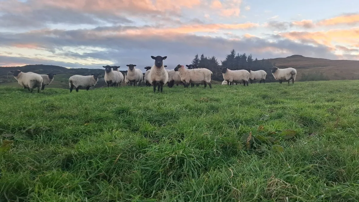 Quality breeding Ewes - Image 1