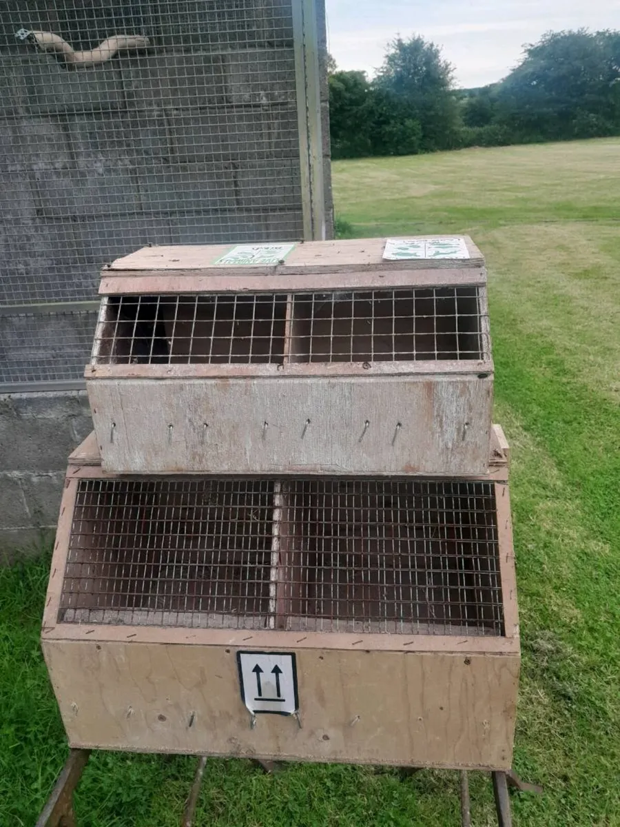 Bird travelling boxes - Image 1