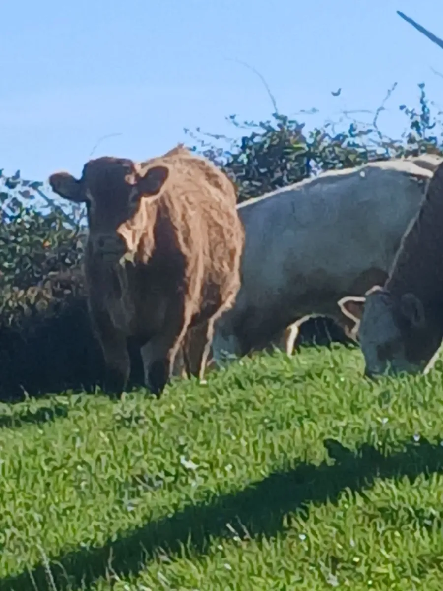 Cattle - Image 1