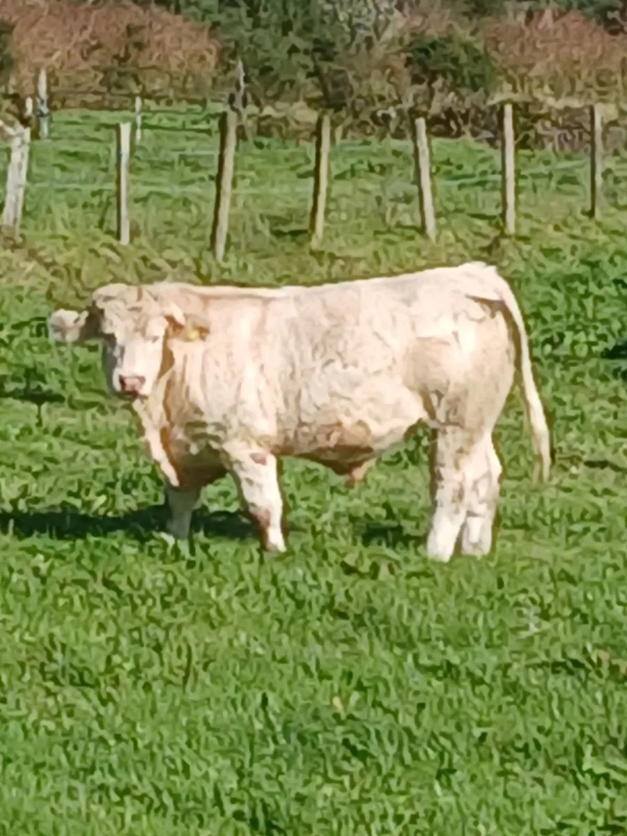 Cattle - Image 3