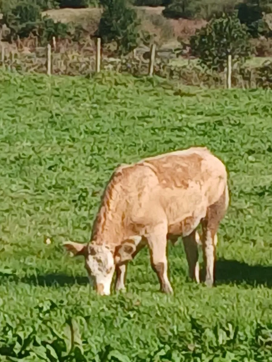 Cattle - Image 4