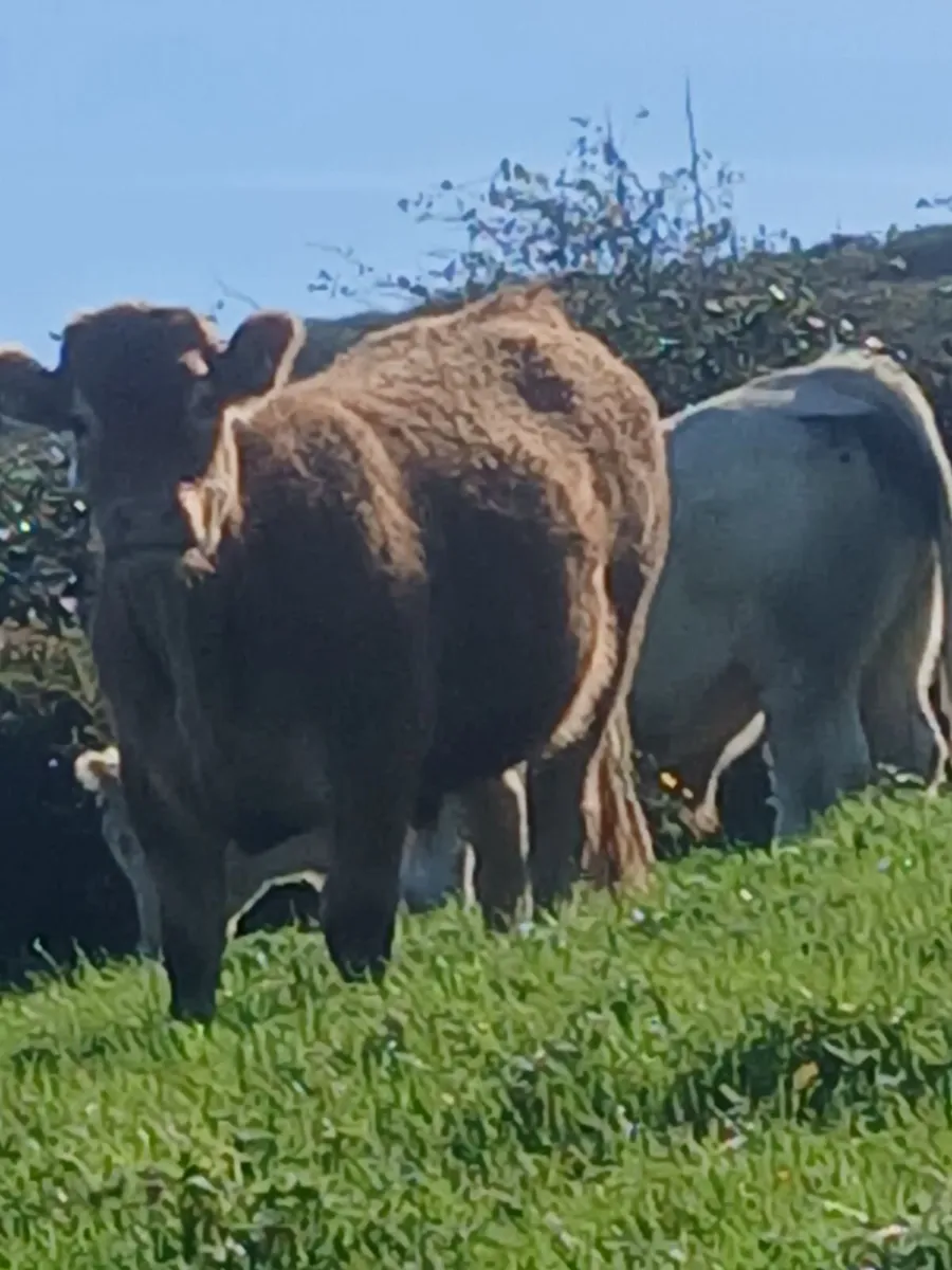 Cattle - Image 2