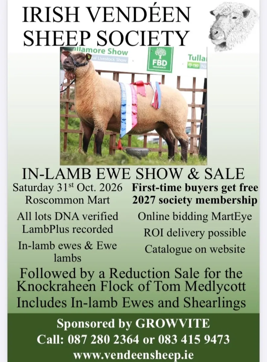 Sheep