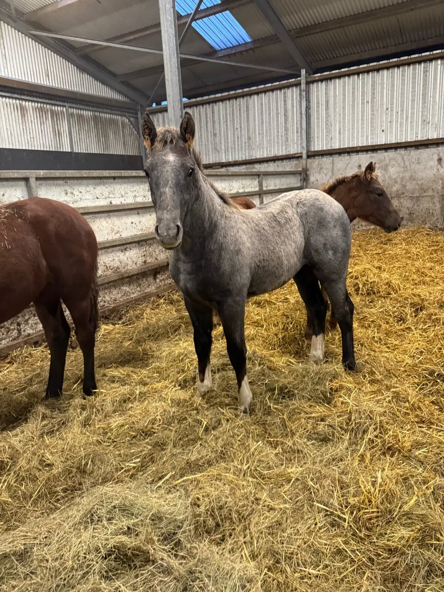 Irish draught colt foal - Image 1