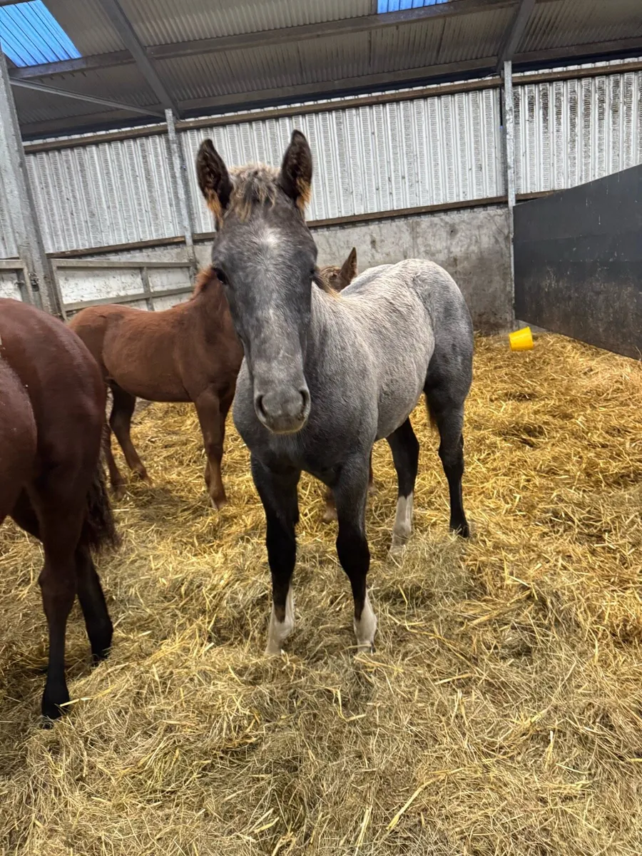 Irish draught colt foal - Image 2