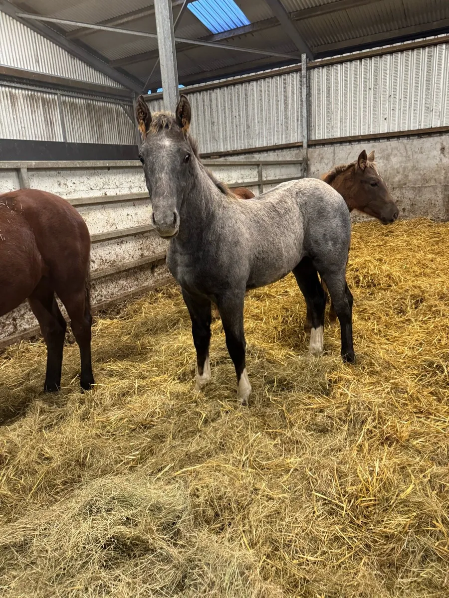 Irish draught colt foal - Image 3