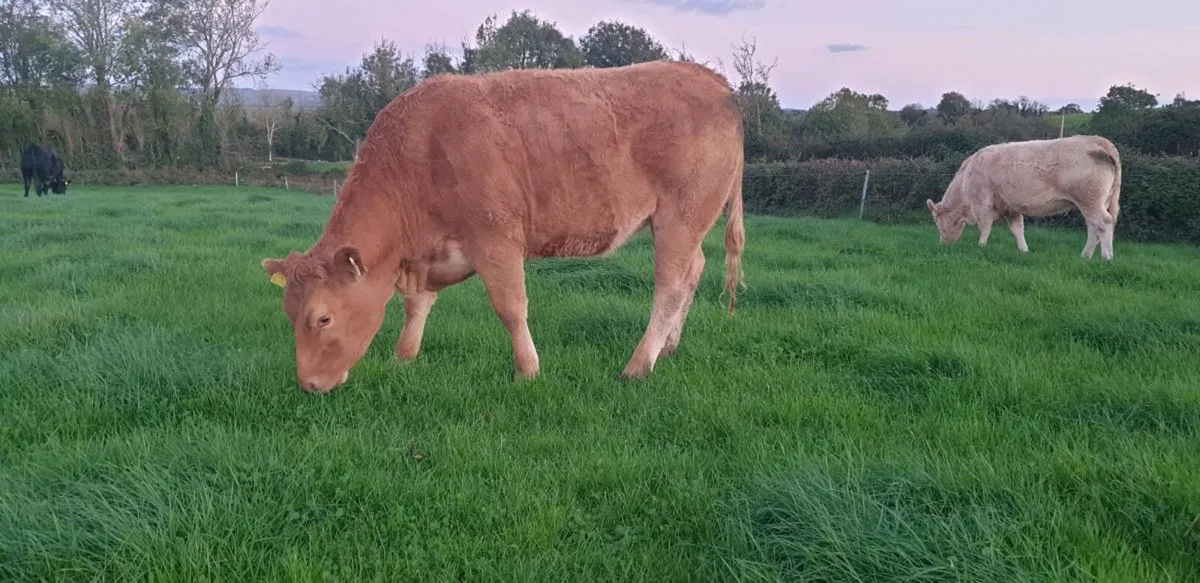 Organic in-calf heifers - Gort Mart 5th Nov - Image 1