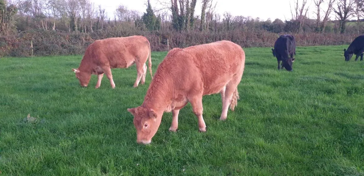 Organic in-calf heifers - Gort Mart 5th Nov - Image 3