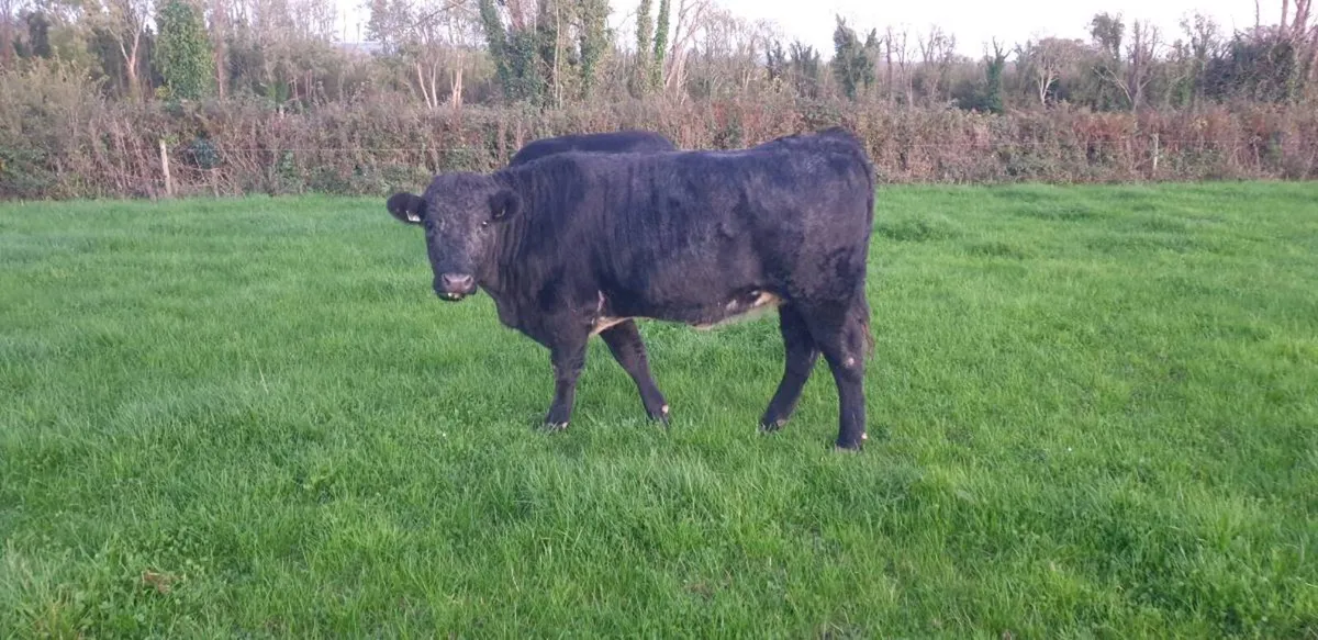 Organic in-calf heifers - Gort Mart 5th Nov - Image 4