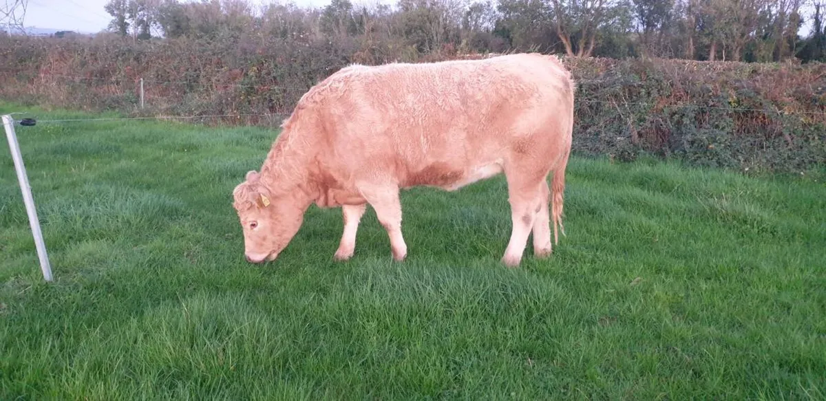 Organic in-calf heifers - Gort Mart 5th Nov - Image 2