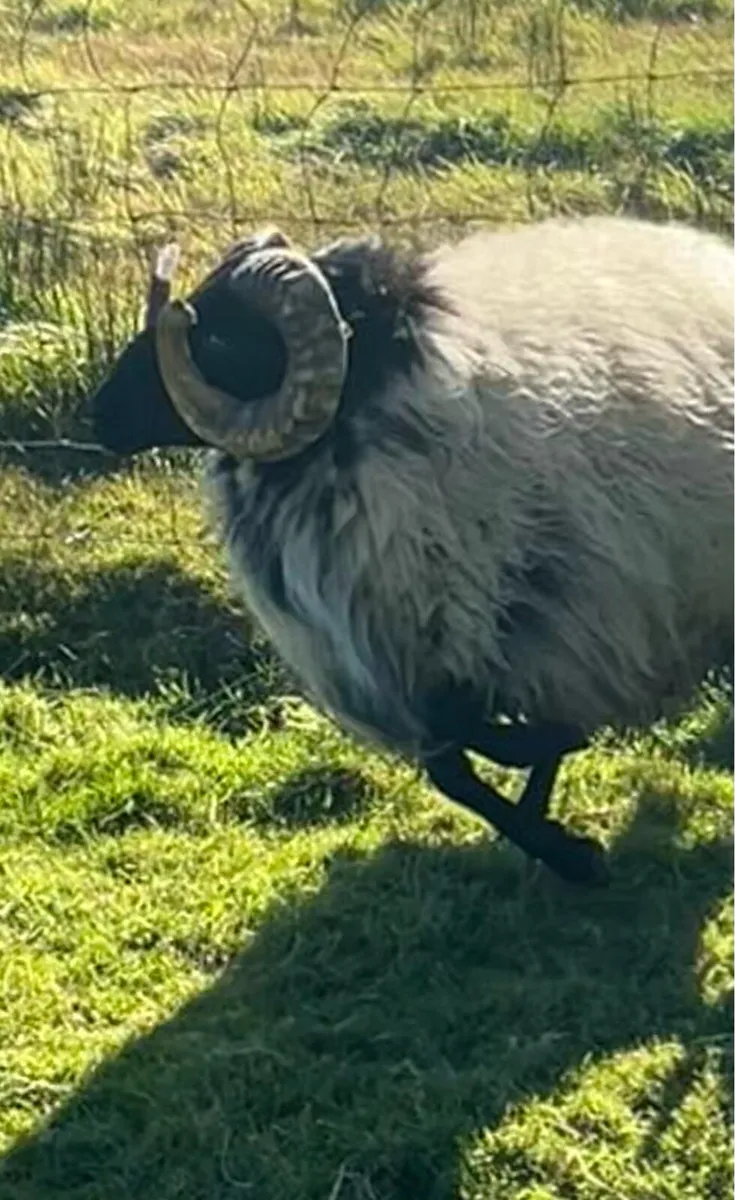 Blackface hogget ram - Image 1