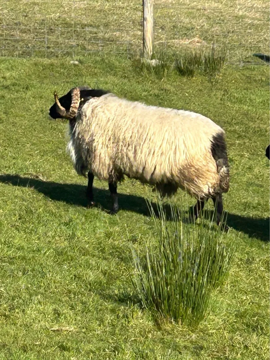 Blackface hogget ram - Image 3