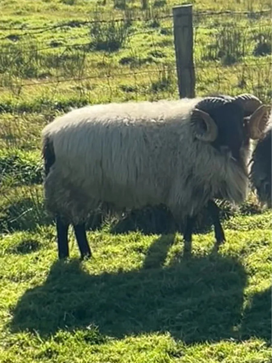 Blackface hogget ram - Image 2