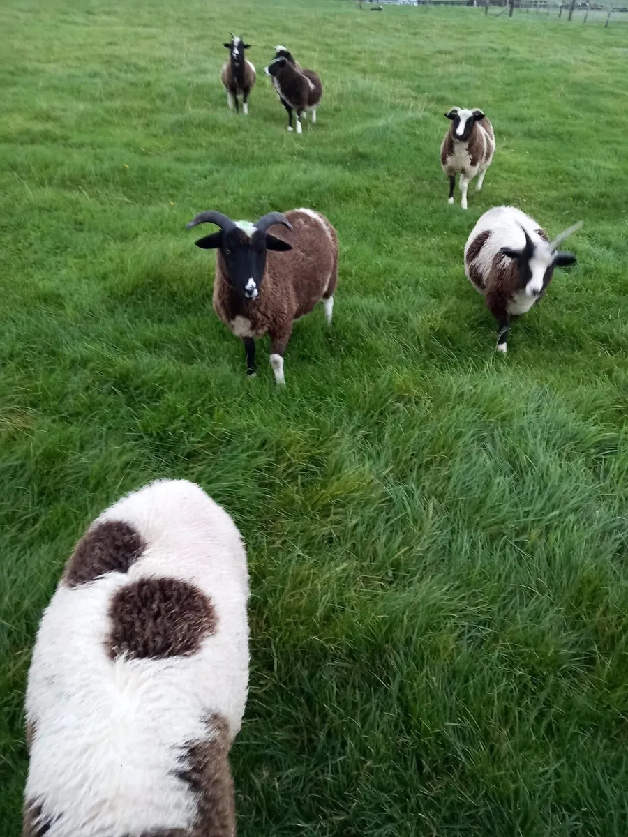 Pedigree Jacob sheep - Image 1