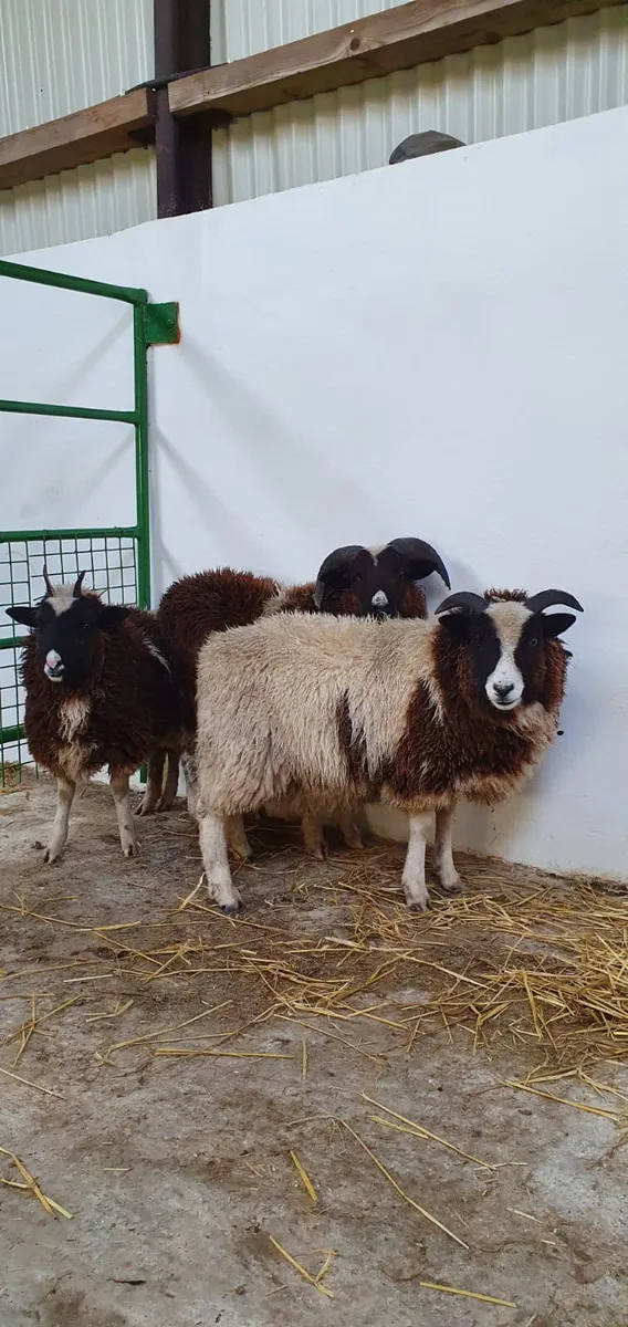 Pedigree Jacob sheep - Image 2