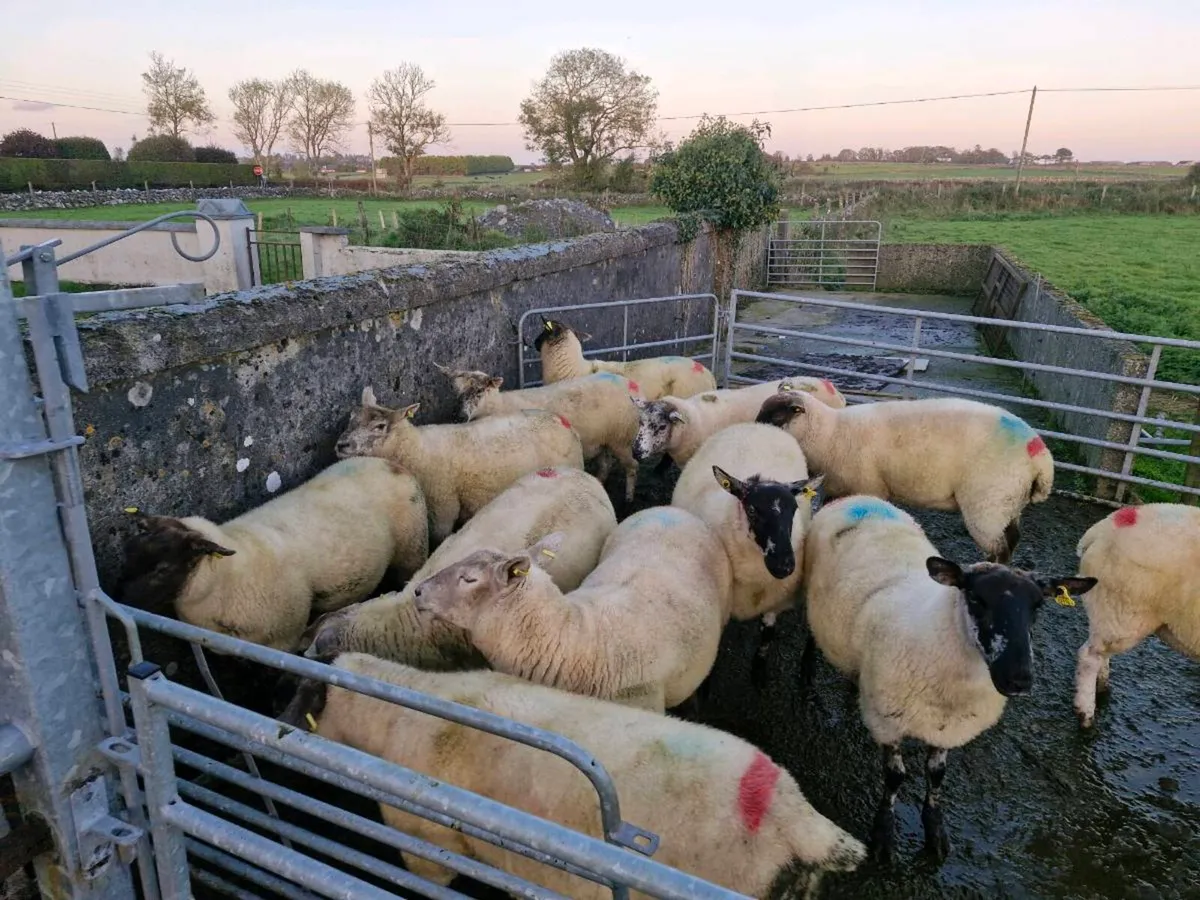 Hoggets - Image 2