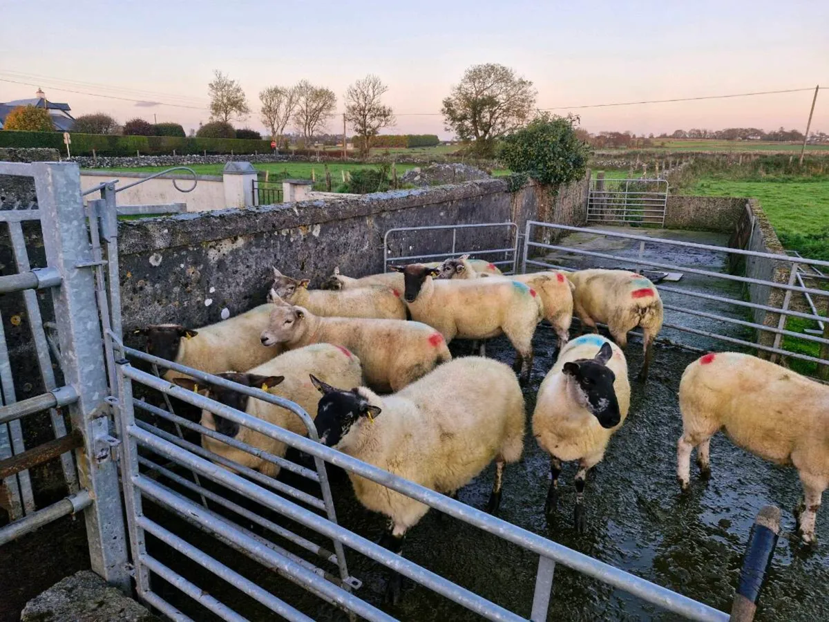 Hoggets - Image 3