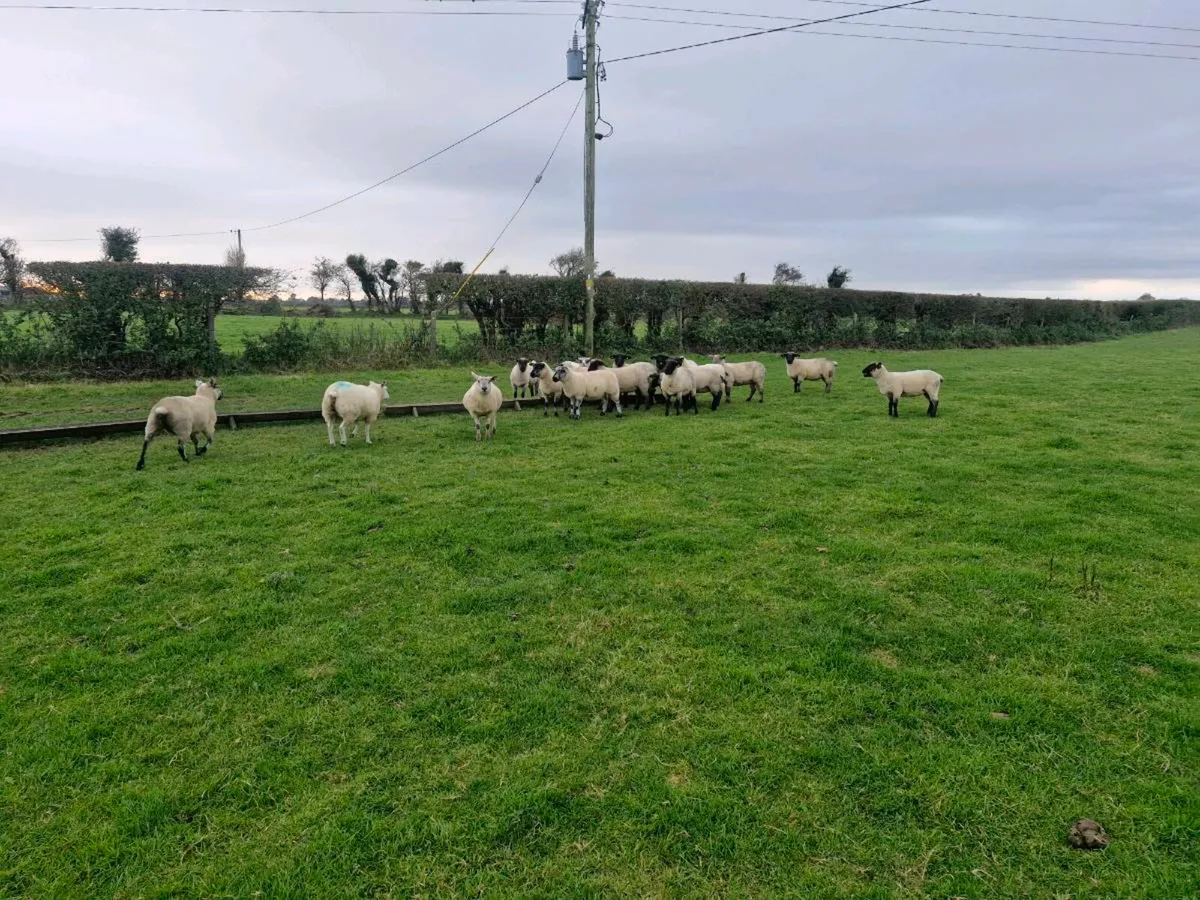 Hoggets - Image 4