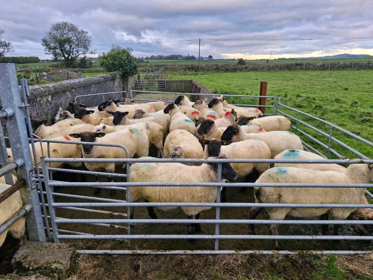 Hoggets - Image 1