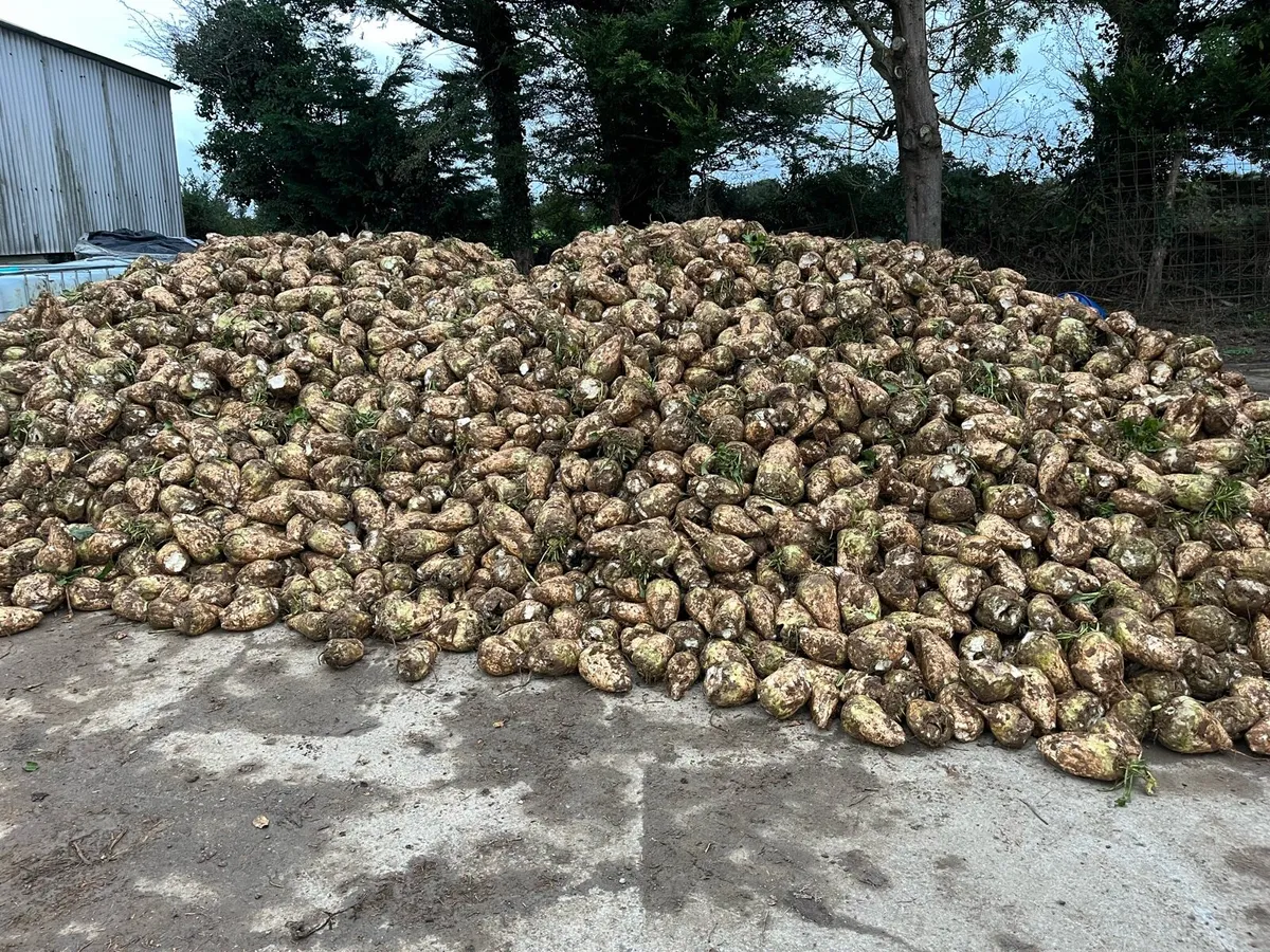 Fodder Beet - Image 1