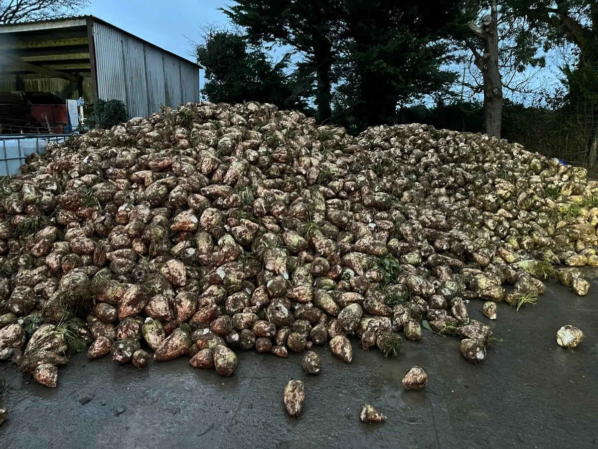 Fodder Beet - Image 2